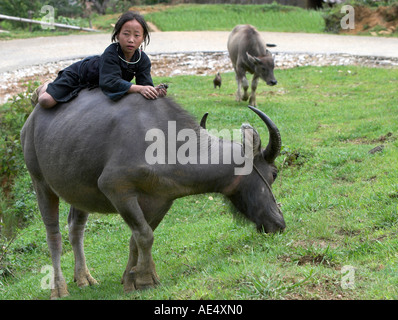 Fille Hmong noir sur Buffalo près de Cat Cat village près de Sapa Vietnam du Nord Banque D'Images