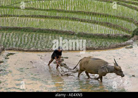 Agriculteur avec buffalo charrue laboure des terrasses de riz près de Sapa Vietnam Banque D'Images