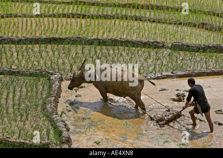 Agriculteur avec buffalo charrue laboure des terrasses de riz près de Sapa Vietnam Banque D'Images