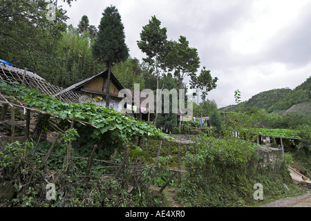 Ferme de montagne choko croissante ou chayotte squash vignes sur treille près de Sapa Vietnam du Nord Banque D'Images