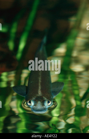 Quatre grands yeux (anableps Anableps) à la surface watres Banque D'Images