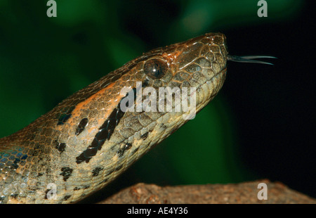 Vert Anaconda (Eunectes murinus), portrait d'adulte, feuilletant sa langue Banque D'Images