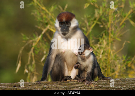 Mangabey à collier (Cercocebus torquatus torquatus). Mère avec les jeunes Banque D'Images