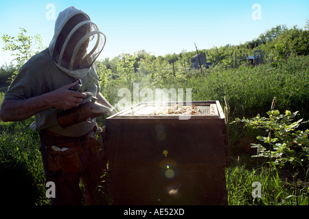 Début de soirée sur l'apiculture biologique d'une petite exploitation. Banque D'Images