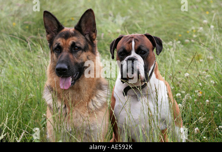 Une paire de chiens de garde en alerte Banque D'Images