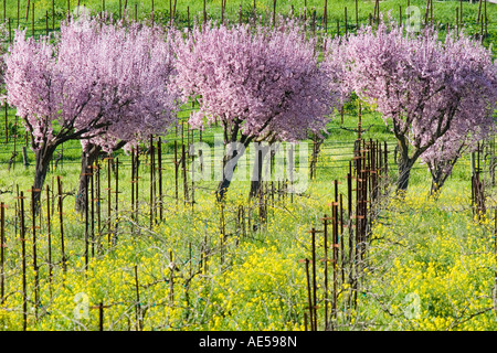 Row of cherry trees in bloom with yellow wild mustard plants Brassica growing in a vineyard in early spring Banque D'Images