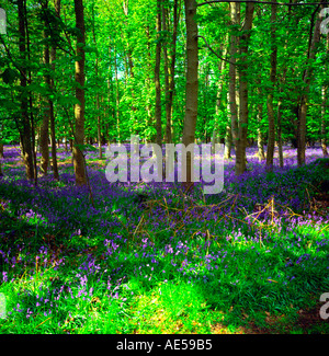 Les forêts anciennes jacinthes Butley Suffolk Angleterre Banque D'Images