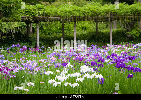 Rose Mauve et blanc iris poussant dans un champ au printemps avec une structure en treillis à Tokyo, Japon Banque D'Images