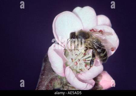 Abeille, Apis mellifera. La collecte de nectar sur travailleur séduction de fleur Banque D'Images