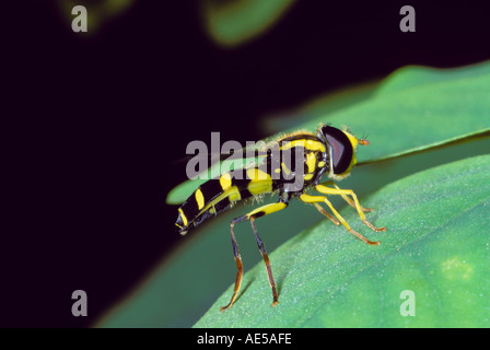 Hover-fly,Dasysyrphus albostriatus. On leaf Banque D'Images