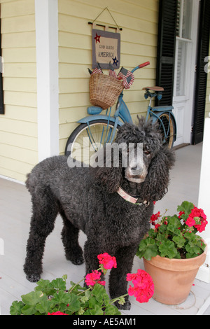 Virginia Loudoun County,Hamilton,poodle,chiens,animaux,chiens,chiens,chiens,chiens,chiens,animaux,porche,vélo vélos vélo vélo vélo vélo vélo vélo vélo vélo rider motards, vélo Banque D'Images