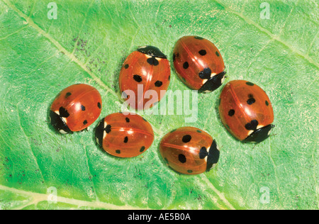 7-spot coccinelles, Coccinella 7-punctata. Six sur une feuille Banque D'Images