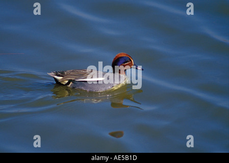 La Sarcelle, Anas crecca. Homme natation piscine sur Banque D'Images