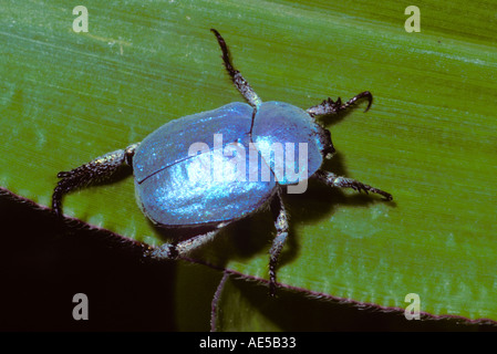 Chafer Beetle azurée, lithographie caerulea. On leaf Banque D'Images