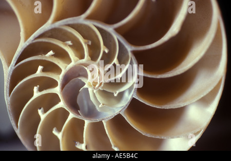 Close up recloisonnées nautilus shell 1741 Banque D'Images