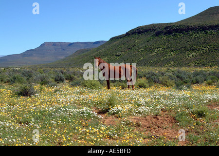 L'Afrique du Sud au milieu du pâturage tapis de fleurs sauvages Biedouw Valley Western Cape Banque D'Images