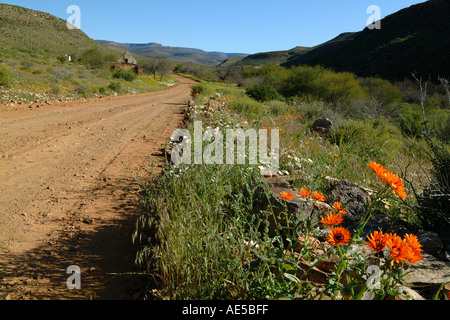 Fleurs sauvages de l'Afrique du Sud route de terre Biedouw Valley cape LSF Banque D'Images