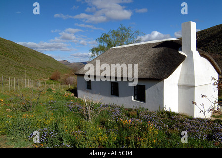 L'Afrique du Sud Fleurs sauvages Cottage Namaqualand Biedouw RSA Valley Banque D'Images