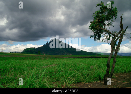 Ciel nuageux sur scène de montagne et la canne à sucre sur l'île Maurice Banque D'Images