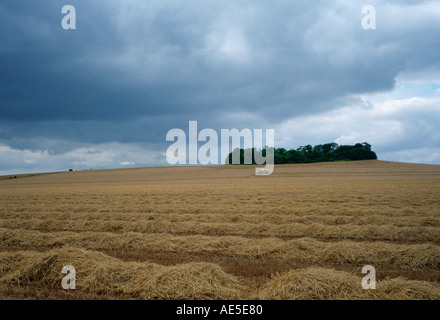 Moissonneuse-batteuse au travail dans un champ de maïs dans le Cambridgeshire en Angleterre au moment de la récolte Banque D'Images