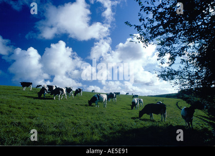 Taureaux de race Frisonne dans un troupeau de bovins qui paissent dans un champ en Angleterre Cornwall pays Helford Banque D'Images