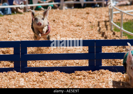 En deuxième lieu Spotted Pig un obstacle de saut dans une course de cochon concours à la foire du comté de Santa Cruz en Californie à Watsonville Banque D'Images