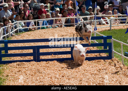 En deuxième lieu Spotted Pig un obstacle de saut dans une course de cochon concours à la foire du comté de Santa Cruz en Californie à Watsonville Banque D'Images