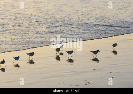 Groupe d'oiseaux sandpiper en avance de l'approche d'une vague le long du sable humide sur la plage Los Angeles Californie Banque D'Images