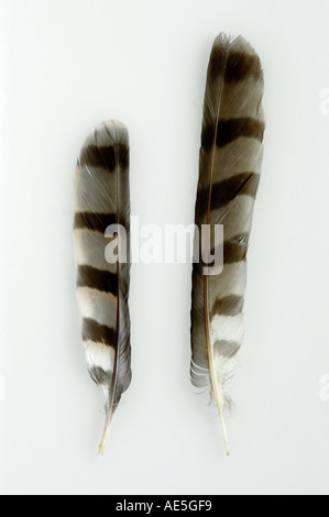 Tailfeathers d'un Northern Hawk - hommes et femmes / Accipiter nisus Banque D'Images