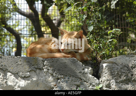 Chat dormant sur mur dans Taormina, Sicile Banque D'Images