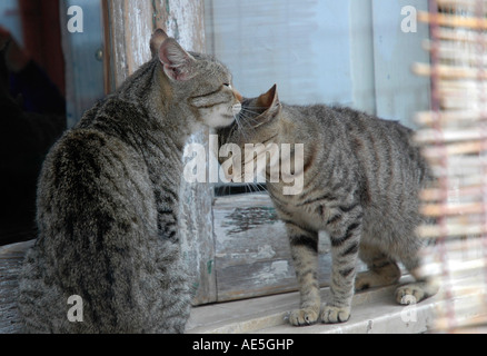Deux chats à Syracuse en Sicile Banque D'Images