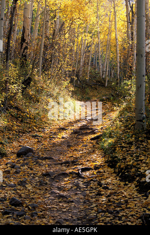 Soleil à travers les arbres de peuplier avec des feuilles jaunes et blanches le long de l'écorce de sentier de randonnée à l'automne - Colorado Telluride Banque D'Images