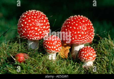 Les jeunes voler Amanita Champignons, Schleswig-Holstein, Allemagne (Amanita muscaria) Banque D'Images