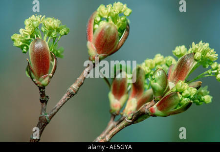 Fleurs de l'érable de Norvège (Acer platanoides) Banque D'Images