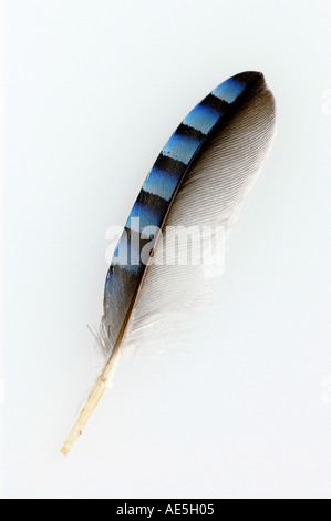 Plume d'un geai eurasien (Garrulus glandarius) Banque D'Images