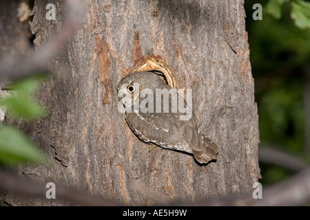 Owl Micrathene whitneyi Elf ARIZONA Elgin United States 20 juillet adulte à l'entrée dans la cavité du nid Strigidae Banque D'Images