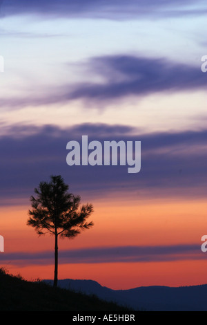 Silhouette d'un jeune arbre Lone Pine au coucher du soleil contre une couleur orange et violet sky Montana Missoula Banque D'Images