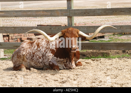 Longhorn vache couchée vers le bas avec la bouche ouverte à la recherche comme il s'agit ou rire ou surpris Dallas Fort Worth Stockyards Banque D'Images