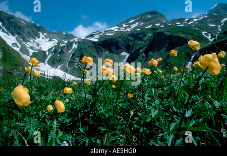 Globe Fleur, parc national Hohe Tauern, l'Autriche (Trollius europaeus) Banque D'Images