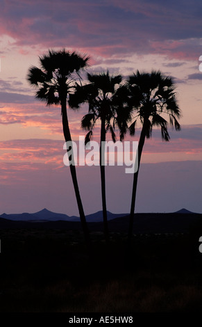 Vrai Fan de palmiers dans la lumière du soir, Damaraland, Namibie / (Hyphaene ventricosa) Banque D'Images