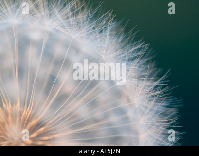 Gros plan extrême d'un quart d'un pissenlit montrant de plus en plus délicate des vrilles floue en dehors du centre de la semence Banque D'Images