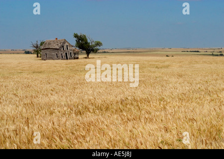 Warped maison abandonnée tombant en dehors de la négligence situé dans un champ de blé dans la grande prairie land of Oklahoma Banque D'Images