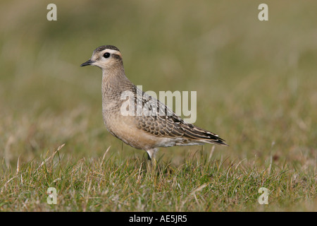 Pouillot siffleur, Charadrius morinellus, juvénile, Shetland, Écosse Banque D'Images