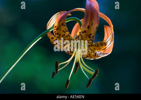 Tiger Lily fleur avec les pistils et les étamines en pleine floraison Corralitos Californie Banque D'Images