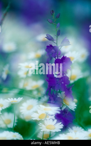 Rocket Larkspur et camomille, Bulgarie (Delphinium ajacis, Consolida ambigua) Banque D'Images