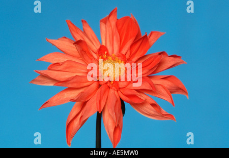 Le dahlia (Dahlia x cultorum, Dahlia variabilis) Banque D'Images