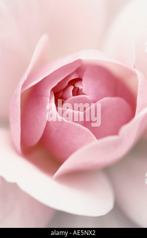 Fleur Rose (Rosa spec.) Banque D'Images