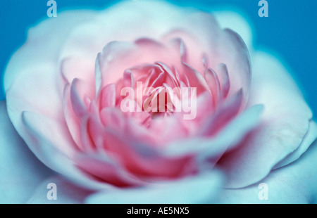 Fleur Rose (Rosa spec.) Banque D'Images