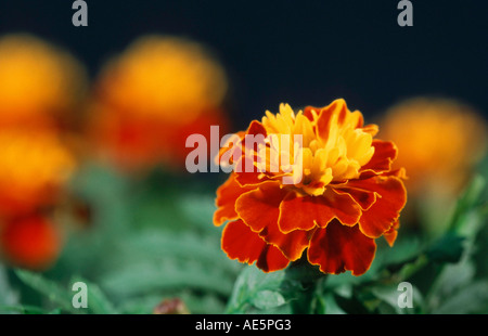 Oeillet d'Inde (Tagetes patula hybride) Banque D'Images