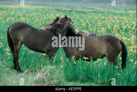 Poneys Exmoor, Texel, Pays-Bas Banque D'Images